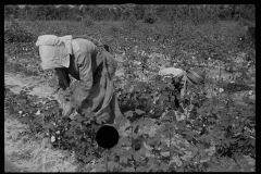 0025_Cotton sharecropper