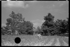 00028__Cotton sharecropper