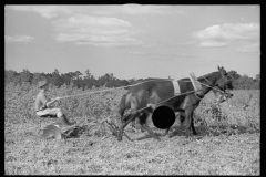 0068_Resettlement farmer with harrow