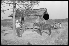 0254_Strawberry pickers, Hammond, Louisiana