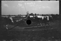 0295_Using cows to activate  pump for water