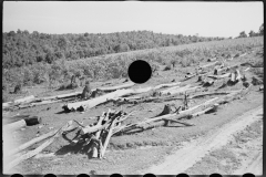 0379_Possible land clearance, Garrett County