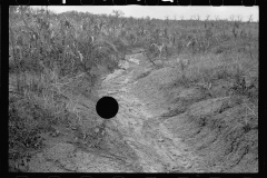 0471_Drainage ditch through sorghum  crop,   Kansas