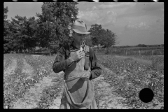 0595_Cotton picker, Lauderdale County, Mississippi