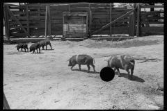 0640_Sow and piglets, probably Irwinville Farms Project , Georgia