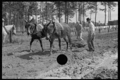 0657_Land improvement , heavy ground, Grady County, Georgia