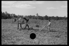 0660_ Young resettlement farmer with harrow, Grady County, Georgia