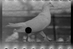 0700_Pigeon on home loft , Maryland 