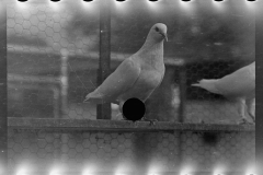 0701_Pigeon on home loft , Maryland 