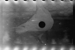 0702_Pigeon on home loft , Maryland 