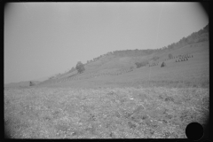 0764_Corn stacks , farming , West Virginia