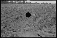 0795_Corn (Maize), crop,  probably Alabama