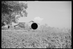 0817_Sharecropper's field and buildings  Hale County , Alabama