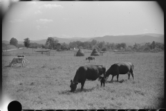 0839_Milking cows , hay stacks , farming scene , Tygart Valley 