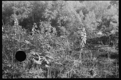 0893_Wild  flora , unknown purpose , probably Michigan