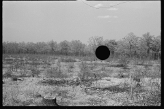 0895_Evidence of felled trees , unknown location