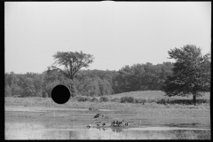 0900_Flooded pasture , unknown location, 