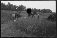 1028__Heavy remedial work with horses