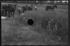 1029__Heavy remedial work with horses