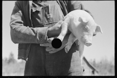 1102_African -American farm worker / farmer with piglet