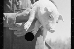 1103_African -American farm worker / farmer with pig