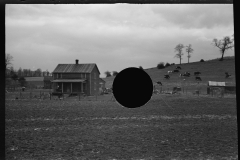 1142_Unknown homestead with cattle,