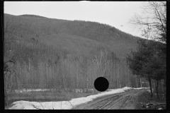 1164_Extensive  Coniferous  forest , unknown location .