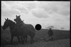 1181_Traditional ploughing with pair of  horses