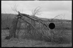 1210_Broken tree , location unknown