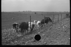 1255_Unknown cattle in unknown location