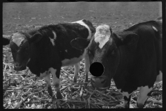 1259_Unknown cattle , ownership or location