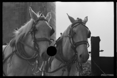 1264_Grey horses harnessed, probably , Tomkins County , New York State