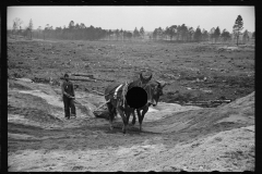 1392_Probably land clearance,  pair of horses hauling lumbar. 