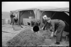 1404_Probably propagating cotton, unknown location