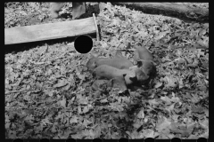 1413_ Piglets ,probably Coalins Project