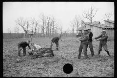 1432_Possibly men dragging dead horse or mule,  probably Tennessee