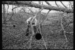 1442_Tree clearance ,  probably Tennessee