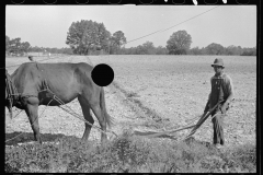 01540_Young African-American, Ploughing Roanoke farms,  Enfield