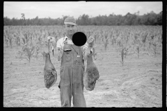 01543_farmer  in a field of corn ,  Irwinville Farms 