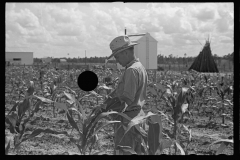 01556_Farmer checking out a field of corn , probably Irwinville Farms.