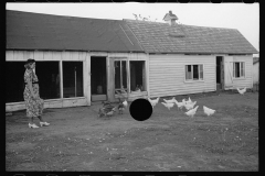 01568_Chickens in yard , farm dwelling,  Seward County , Nebraska