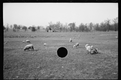 01596_Sheep grazing , unknown farm or location