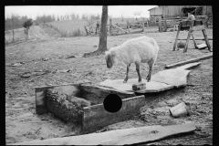 1611_A sheep exploring a pig trough,