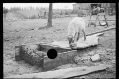 1612_A sheep exploring a pig trough,