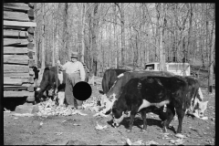 1627_Cattle feeding in settlers woodyard , Tennessee