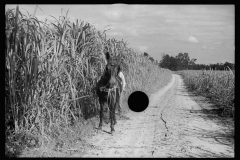 1706_ Maize crop , mule and farmer