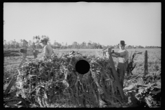 1711_ Sorghum harvest , possibly Georgia