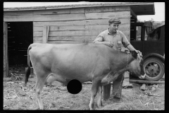 1725_Resettled farmer tending to cow