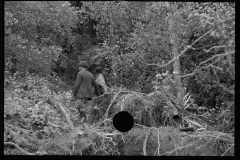 1730_Clearing trees , Berwyn project , Maryland