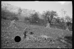 1740_Sourgum harvest, Virginia